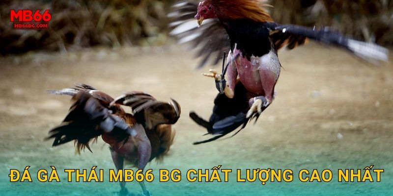 Đá gà Thái mb66 bg chất lượng cao nhất