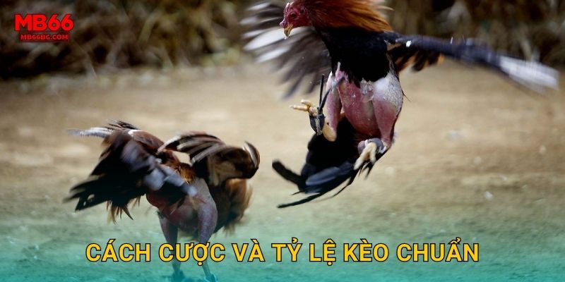 Cách cược và tỷ lệ kèo chuẩn