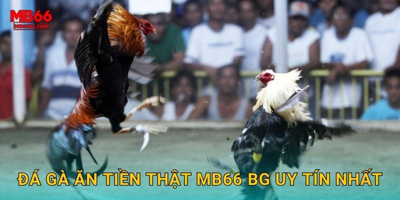 Đá Gà Ăn Tiền Thật Mb66 bg - Cược Ngay Rút Liền 2 Đá gà ăn tiền thật mb66 bg uy tín nhất