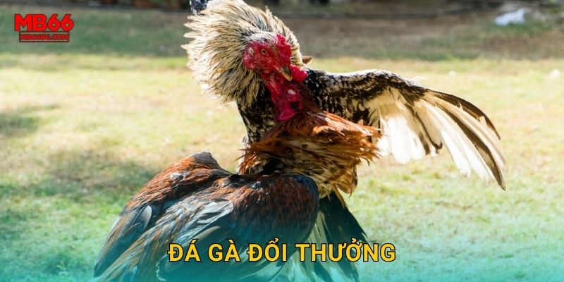 Đá Gà Đổi Thưởng Mb66 bg – Giải Trí Kiếm Tiền