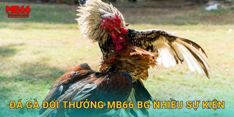 Đá Gà Đổi Thưởng Mb66 bg - Giải Trí Kiếm Tiền 2 Đá gà đổi thưởng mb66 bg nhiều sự kiện