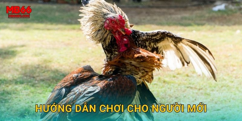 Đá Gà Đổi Thưởng Mb66 bg - Giải Trí Kiếm Tiền 3 Hướng dẫn chơi cho người mới