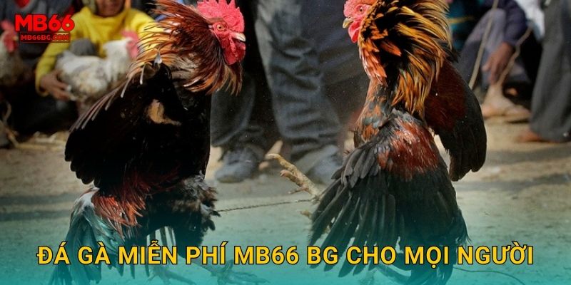 Đá Gà Miễn Phí Mb66 bg - Xem Live Không Mất Phí 2 Đá gà miễn phí mb66 bg cho mọi người