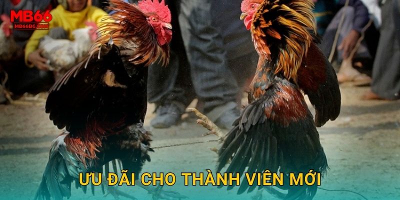 Đá Gà Miễn Phí Mb66 bg - Xem Live Không Mất Phí 3 Ưu đãi cho thành viên mới