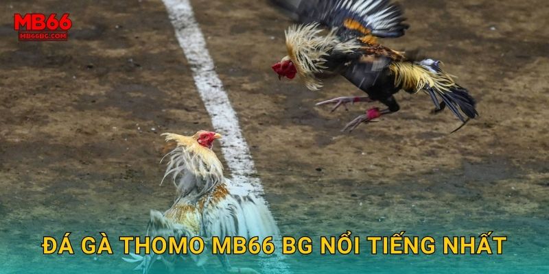 Đá gà Thomo mb66 bg nổi tiếng nhất