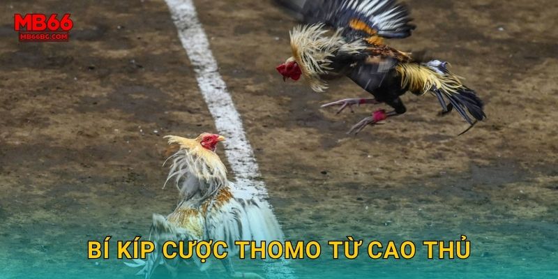 Bí kíp cược Thomo từ cao thủ