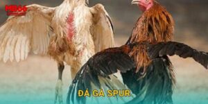 Đá Gà Spur Mb66 bg – Loại Hình Kịch Tính Nhất