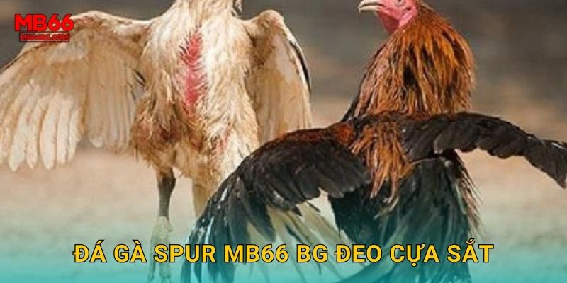 Đá Gà Spur Mb66 bg - Loại Hình Kịch Tính Nhất 2 Đá gà spur mb66 bg đeo cựa sắt