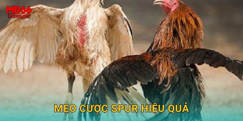 Đá Gà Spur Mb66 bg - Loại Hình Kịch Tính Nhất 3 Mẹo cược spur hiệu quả