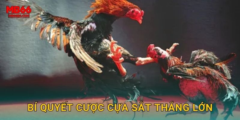 Bí quyết cược cựa sắt thắng lớn