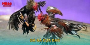 Đá Gà Cựa Dao Mb66 bg – Sắc Bén Từng Hiệp