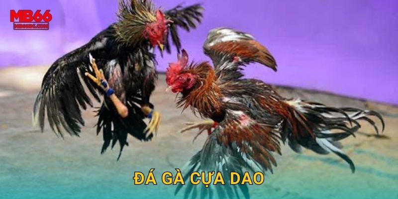 Đá Gà Cựa Dao Mb66 bg – Sắc Bén Từng Hiệp