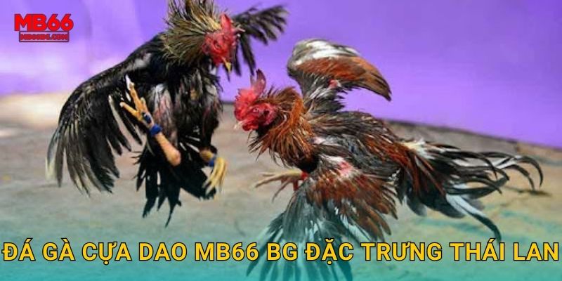 Đá Gà Cựa Dao Mb66 bg - Sắc Bén Từng Hiệp 2 Đá gà cựa dao mb66 bg đặc trưng Thái Lan