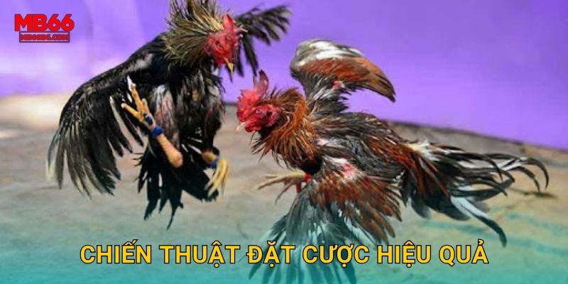 Đá Gà Cựa Dao Mb66 bg - Sắc Bén Từng Hiệp 3 Chiến thuật đặt cược hiệu quả