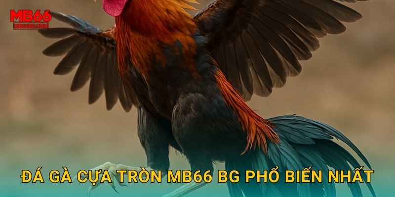Đá Gà Cựa Tròn Mb66 bg - Truyền Thống Việt Nam 2 Đá gà cựa tròn mb66 bg phổ biến nhất