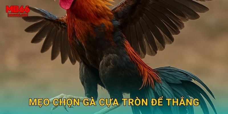 Đá Gà Cựa Tròn Mb66 bg - Truyền Thống Việt Nam 3 Mẹo chọn gà cựa tròn để thắng