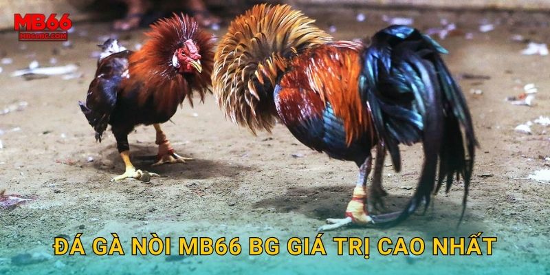 Đá gà nòi mb66 bg giá trị cao nhất