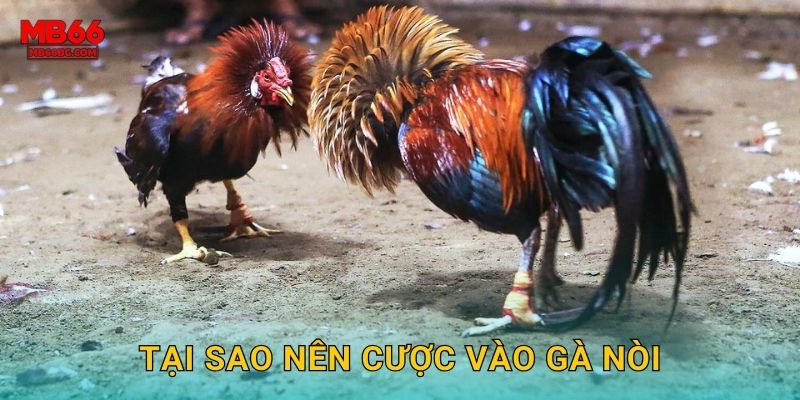 Tại sao nên cược vào gà nòi