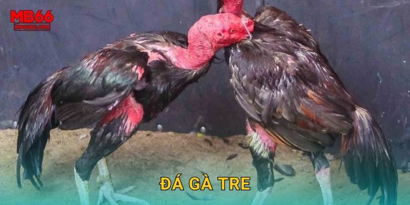 Đá Gà Tre Mb66 bg - Nhẹ Nhàng Nhưng Hiệu Quả 1 Đá Gà Tre Mb66 bg – Nhẹ Nhàng Nhưng Hiệu Quả