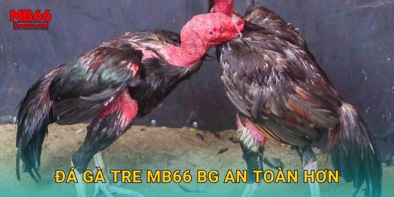 Đá Gà Tre Mb66 bg - Nhẹ Nhàng Nhưng Hiệu Quả 2 Đá gà tre mb66 bg an toàn hơn