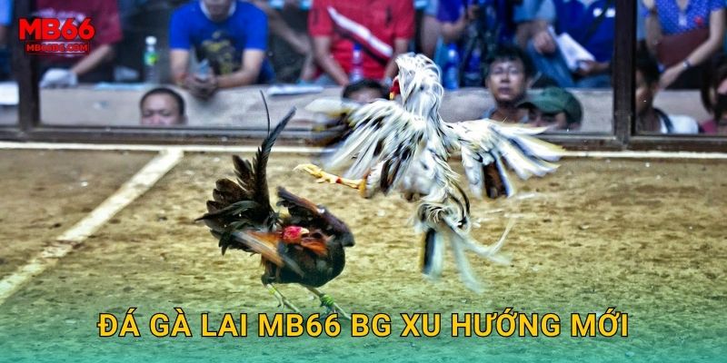Đá gà lai mb66 bg xu hướng mới