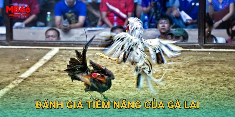 Đánh giá tiềm năng của gà lai