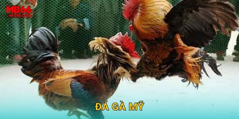 Đá Gà Mỹ Mb66 bg – Phong Cách Châu Âu Chuyên Nghiệp