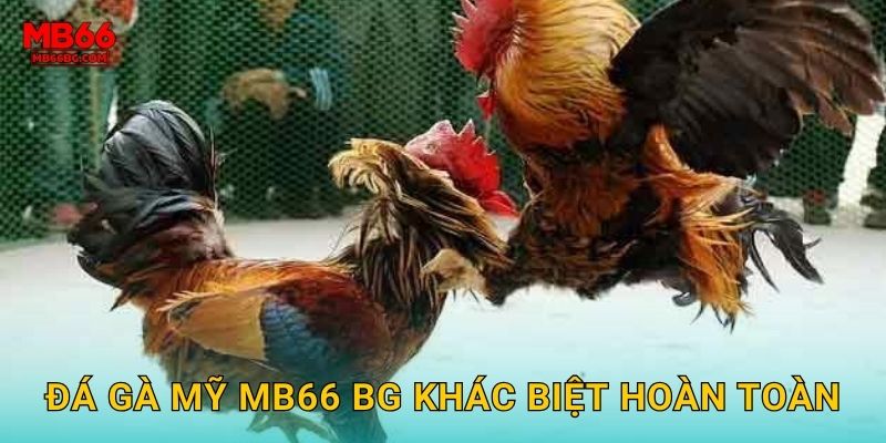 Đá gà Mỹ mb66 bg khác biệt hoàn toàn