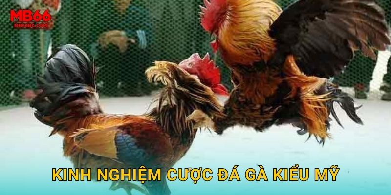 Kinh nghiệm cược đá gà kiểu Mỹ