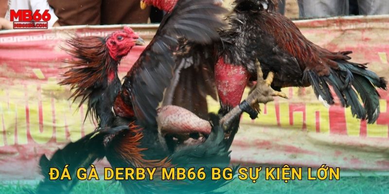 Đá gà derby mb66 bg sự kiện lớn