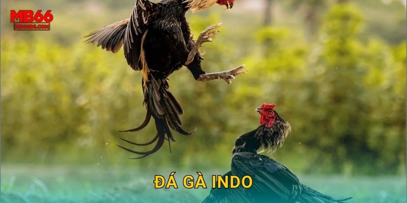 Đá Gà Indo Mb66 bg – Trực Tiếp Từ Indonesia