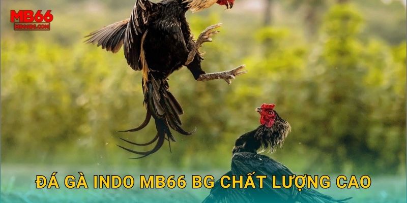 Đá gà Indo mb66 bg chất lượng cao